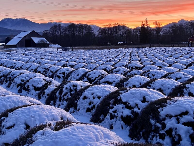 B&B Family Farm photo 14