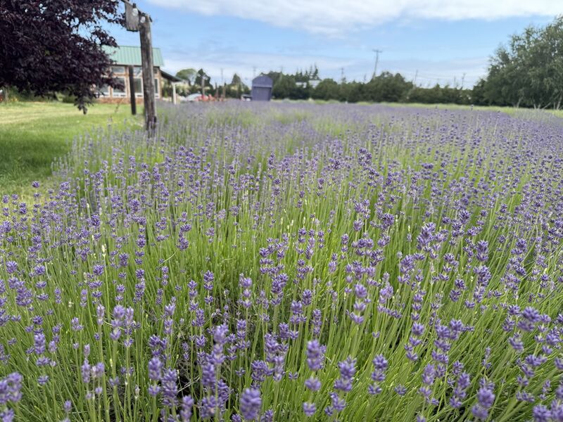 Lit Lavender photo 1