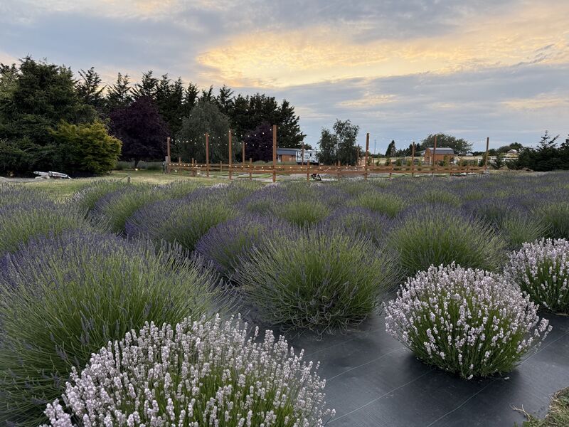 Lit Lavender photo 10