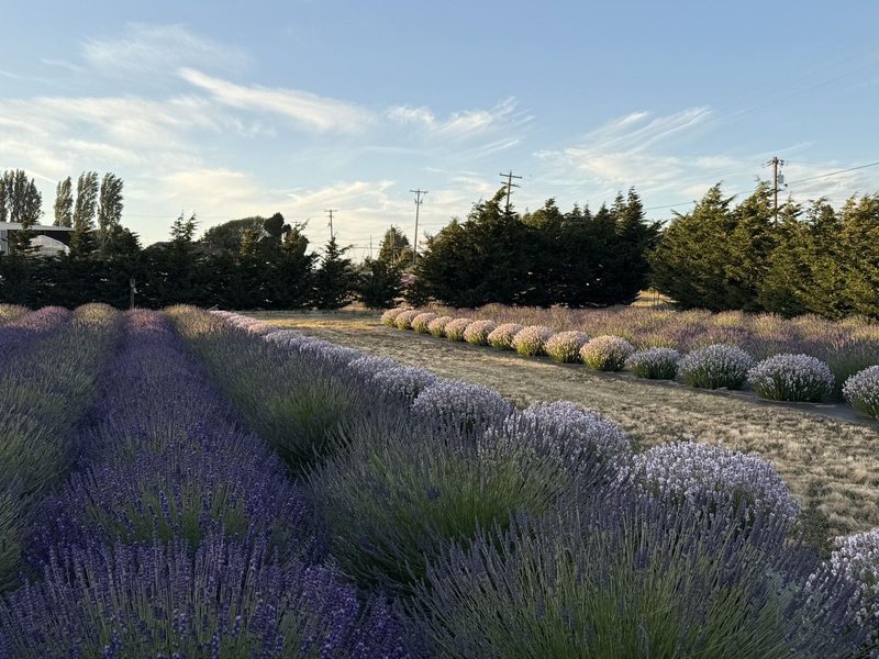 Lit Lavender at golden hour — purple, pink, and white lavender rows glowing in evening light