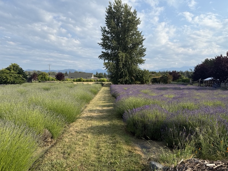 Lit Lavender photo 2