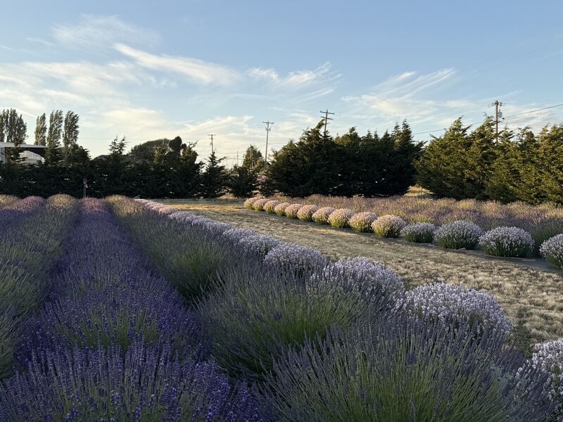 Lit Lavender photo 3
