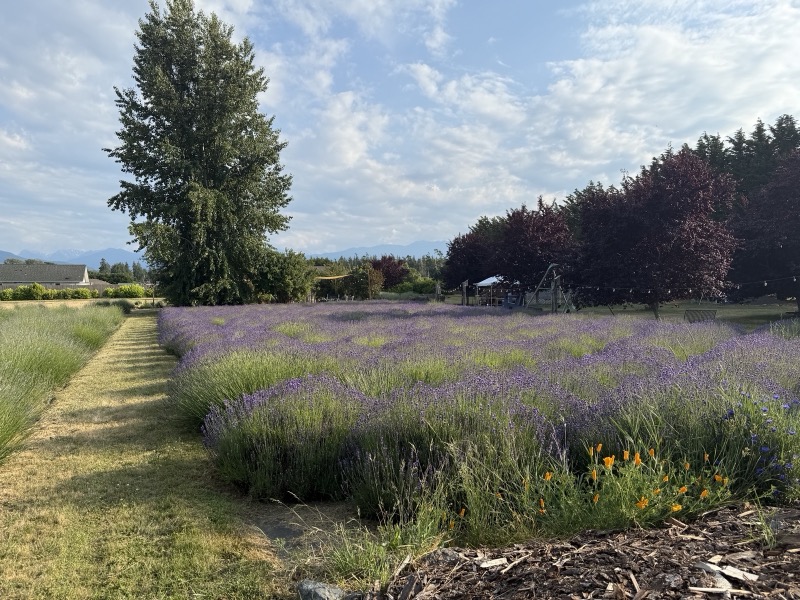 Lit Lavender photo 4