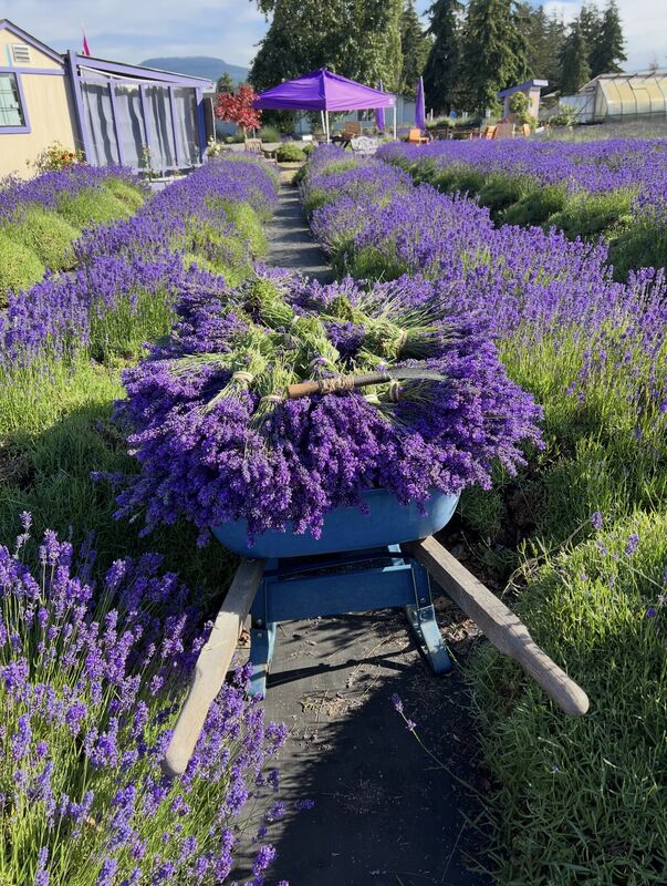 Meli's Lavender photo 2