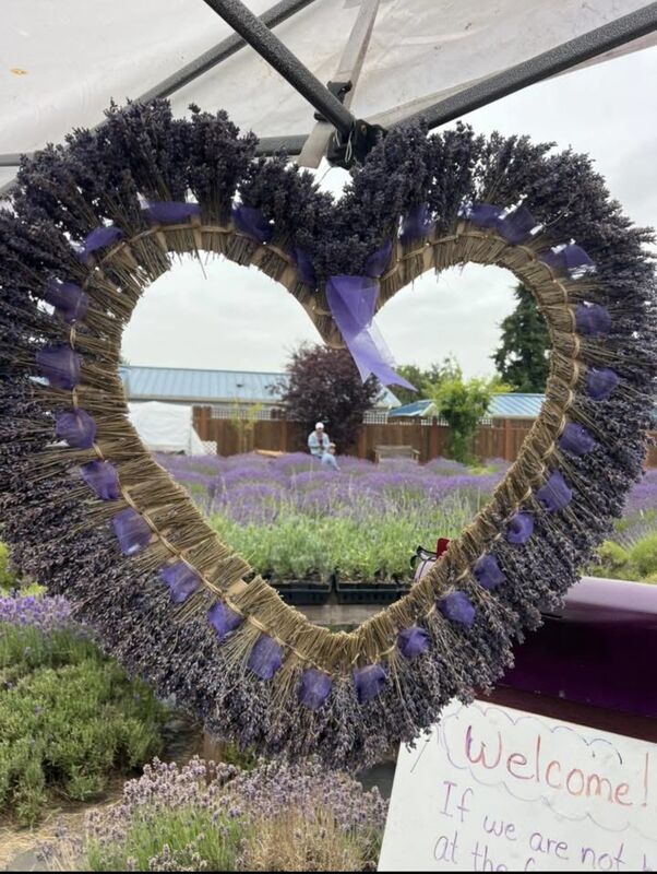 Meli's Lavender photo 3