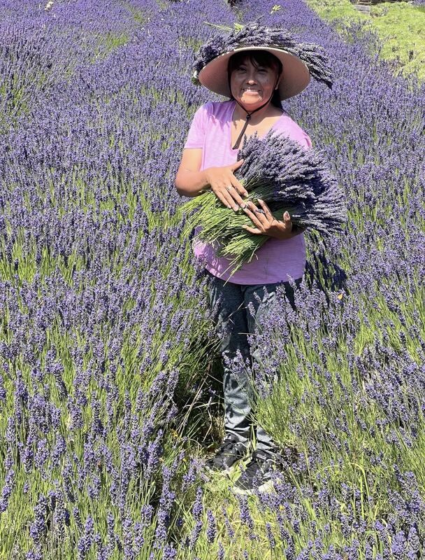 Meli's Lavender photo 4