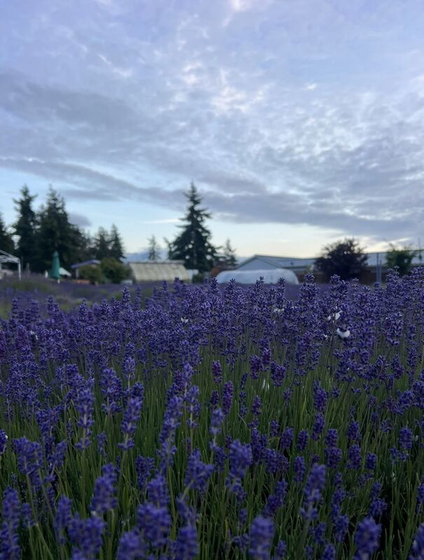 Meli's Lavender photo 5