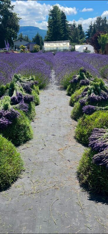 Meli's Lavender photo 6