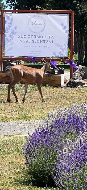 Meli's Lavender photo 8