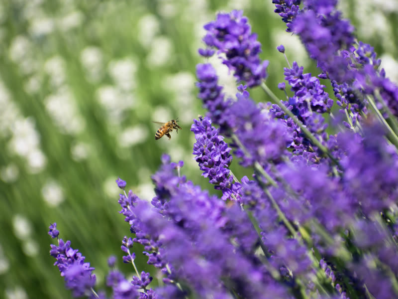 Old Barn Lavender Company photo 1