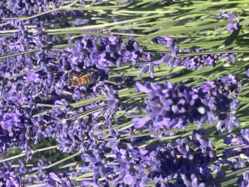 Old Barn Lavender Company photo 11