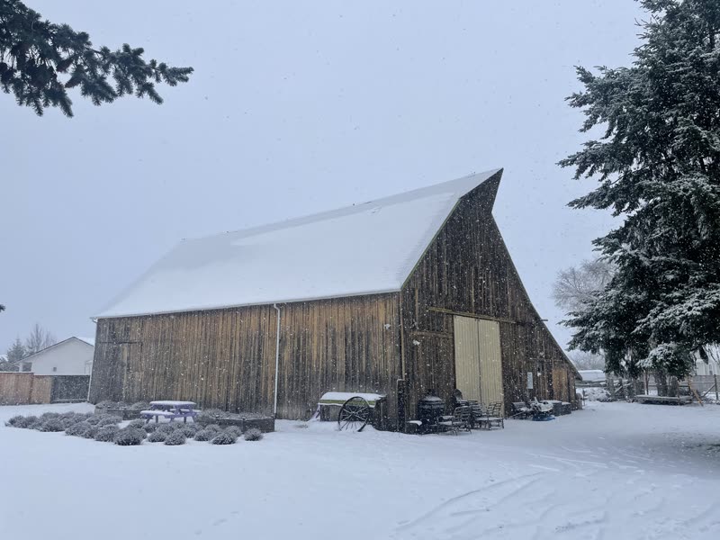 Old Barn Lavender Company photo 12