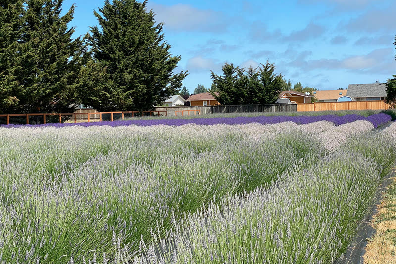 Old Barn Lavender Company photo 2