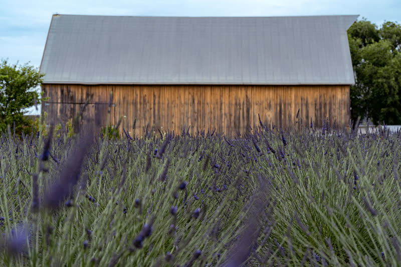 Old Barn Lavender Company photo 7