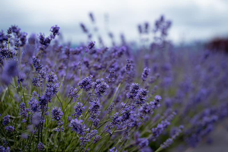 Old Barn Lavender Company photo 8