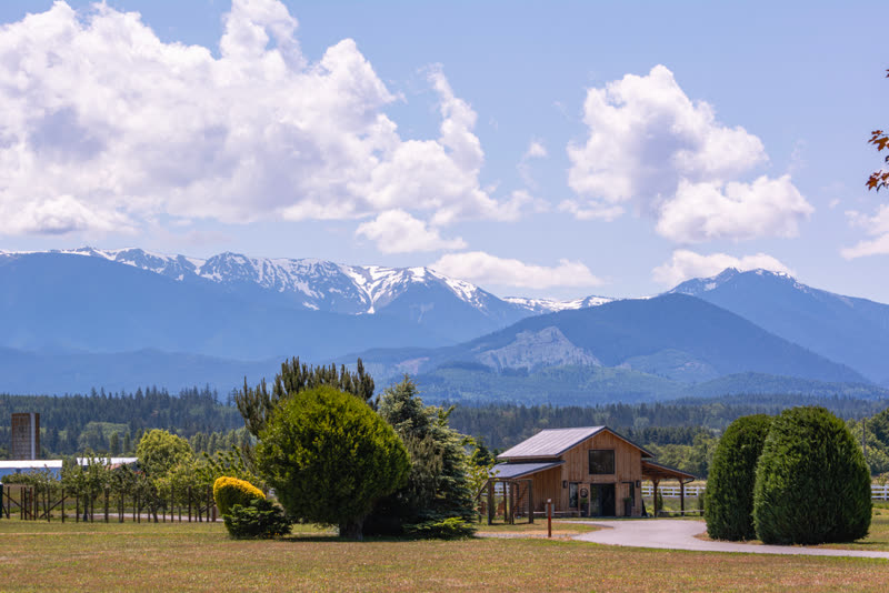 Olympic Bluffs Cidery & Lavender Farm photo 2