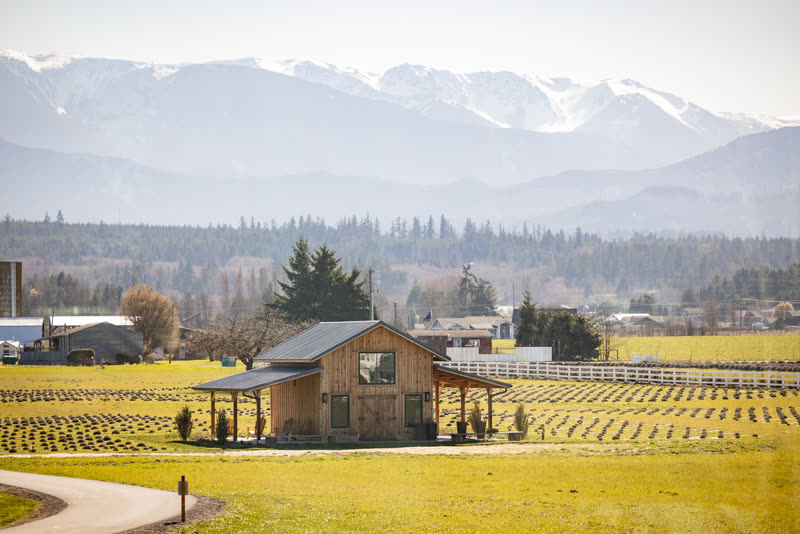 Olympic Bluffs Cidery & Lavender Farm photo 10