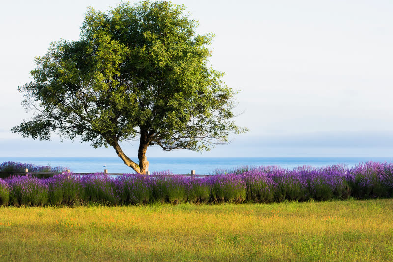 Olympic Bluffs Cidery & Lavender Farm photo 3