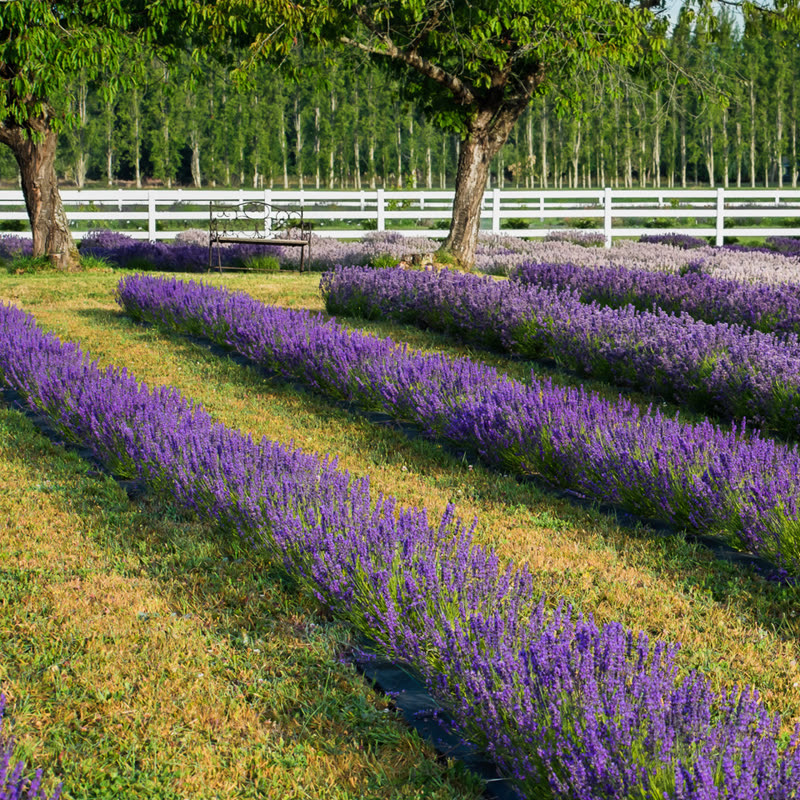 Olympic Bluffs Cidery & Lavender Farm photo 4