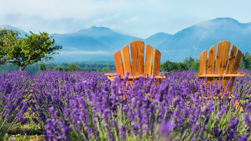 Olympic Bluffs Cidery & Lavender Farm photo 5