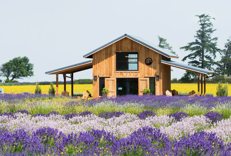 Olympic Bluffs Cidery & Lavender Farm photo 6