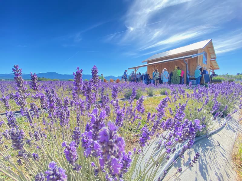 Olympic Bluffs Cidery & Lavender Farm photo 1