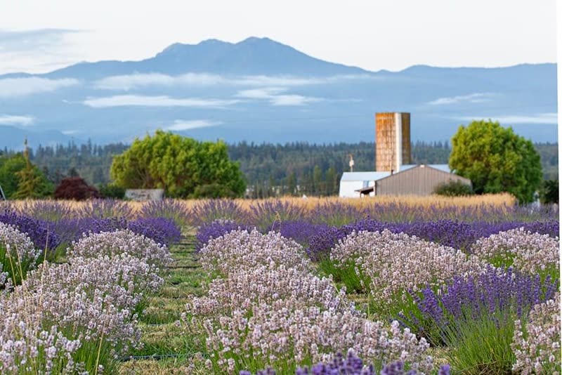 Olympic Bluffs Cidery & Lavender Farm photo 9