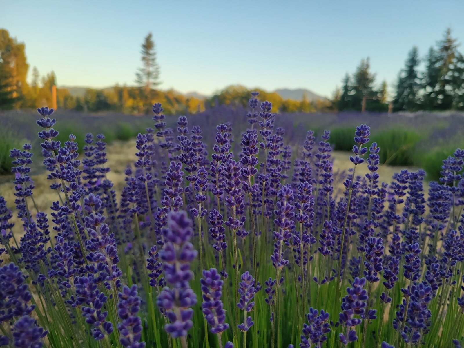 Golden-hour lavender close-up with Olympic Mountains