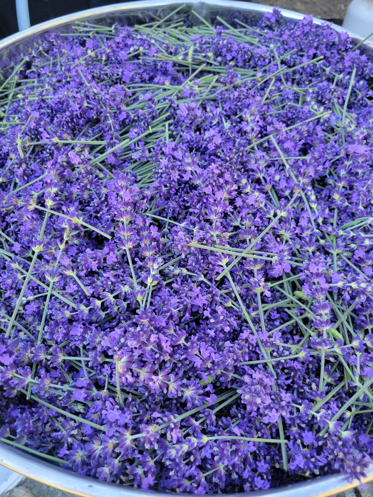 Lavender field morning light, July 2023