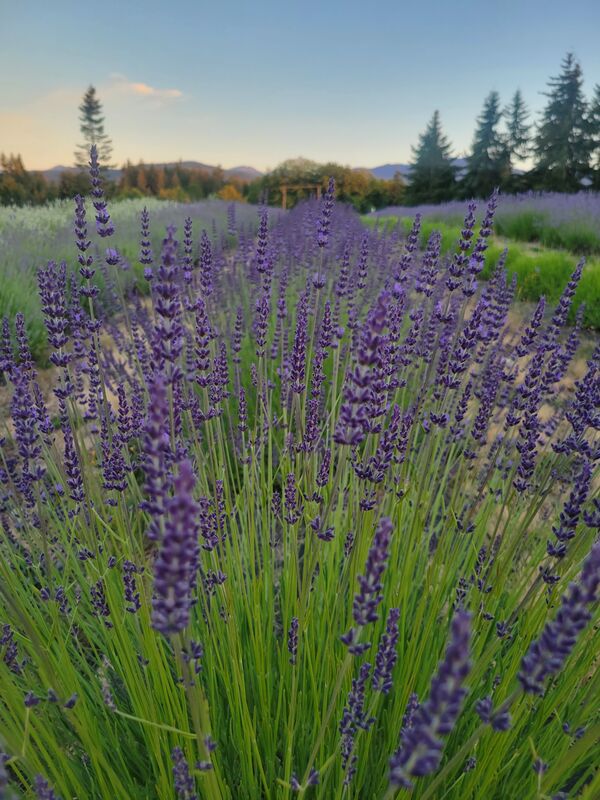 Lavender field at sunset, Sequim Valley