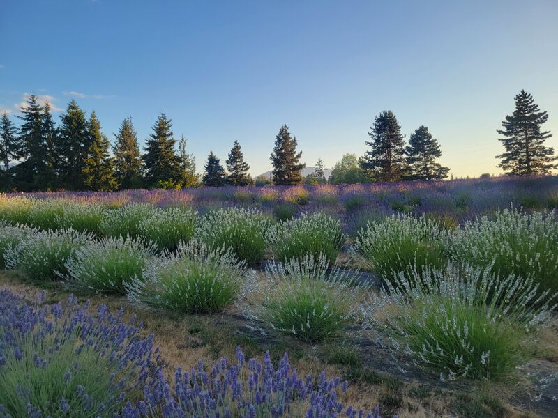 A Sequim lavender field at dusk with tall evergreens behind