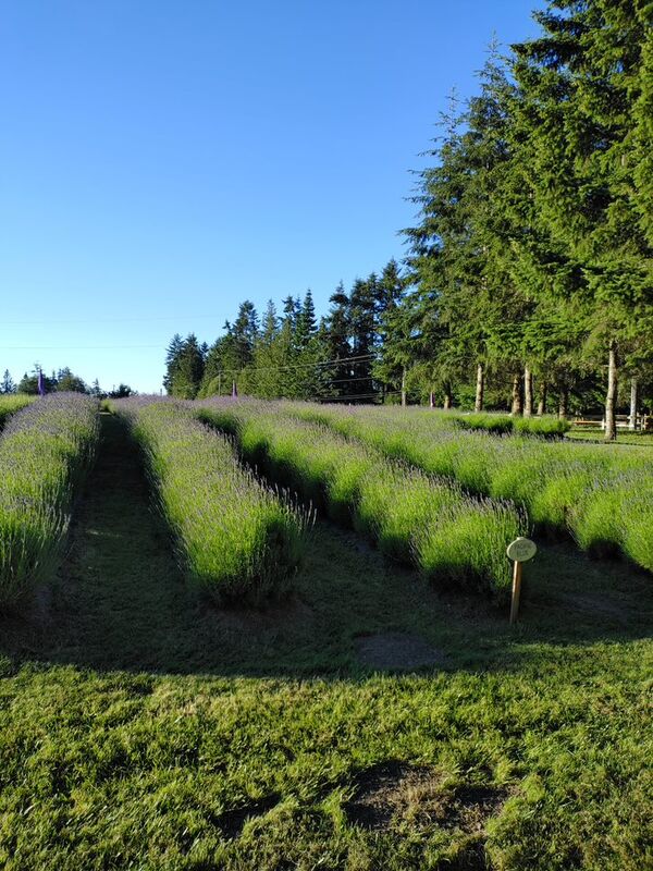 Lavender rows at Nelson's Duckpond & Lavender