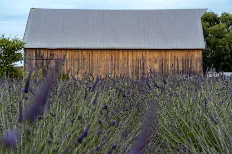 An old wooden barn behind rows of lavender