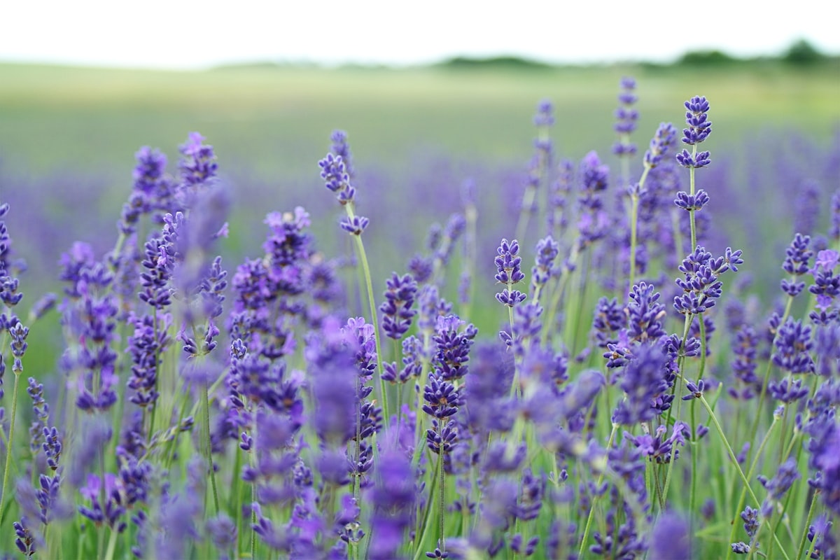 Purple Path Farm